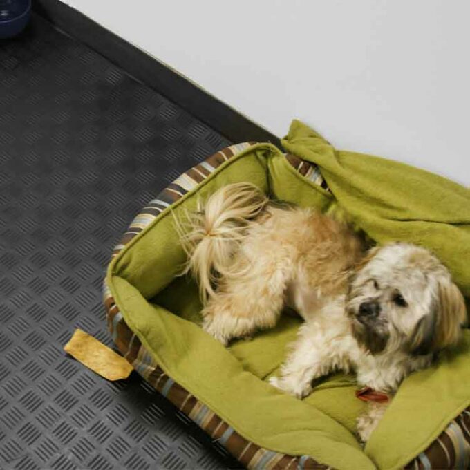 Black in color Lightweight, Easy to Install Flooring are pet friendly