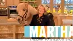 Heavy duty mats used on Martha Stewart Show to protect from Icelandic Horses.